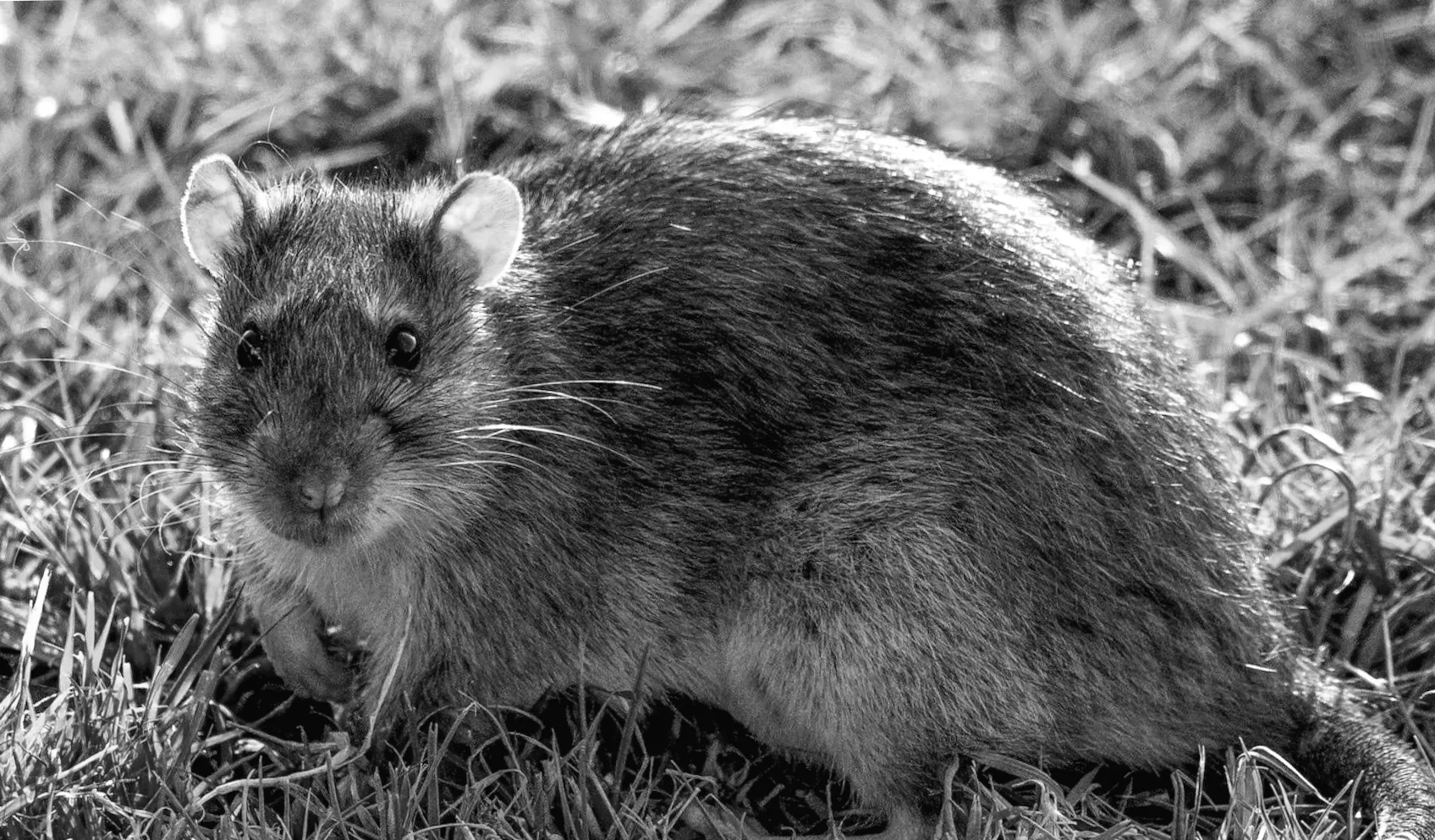 НТЗ: Десятки тисяч звітів про гризунів турбують Північну Ірландію