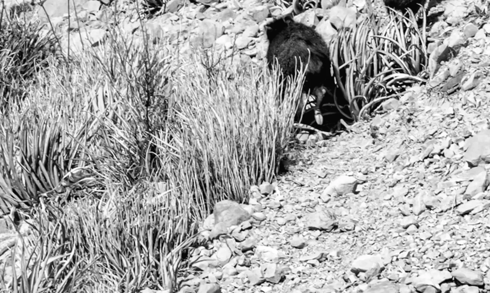 Експерти попереджають про напади гібридних створінь на людей та худобу: "Стають серйозним конкурентом"