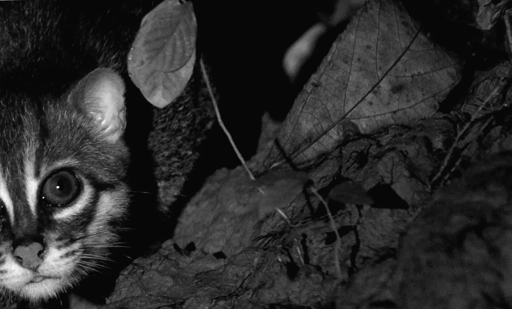 Експерти підтверджують повернення таємничого створіння, якого не бачили десятиліттями: "Що станеться далі - важливіше"