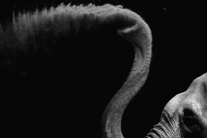 Дослідження розкриває таємниці вусів на хоботі слона