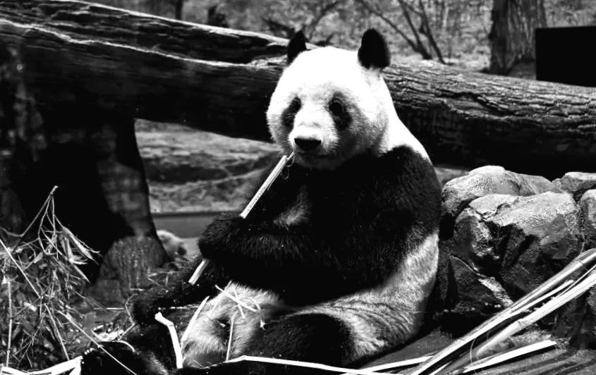 Сльозливі прощання, коли Японія повертає ведмедів-панд до Китаю через погіршення відносин