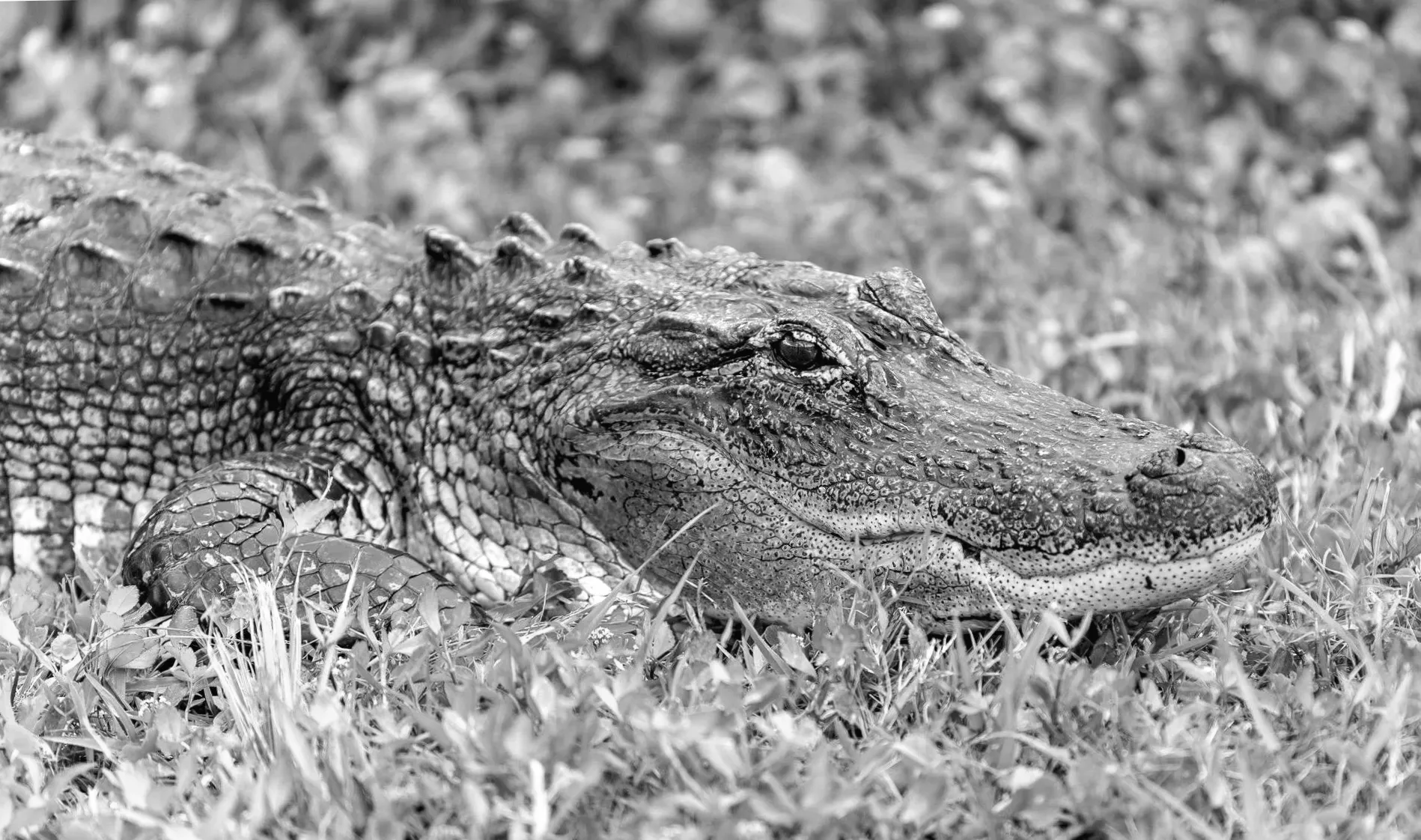 Рибалка, що втікала від слонів, загинула від крокодила в Замбії.