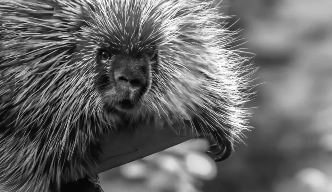 Відповідь їжака на подразнення вуха - просто чарівна