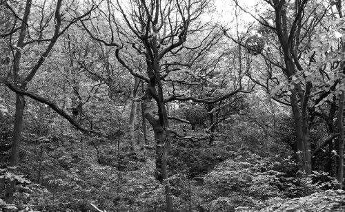 Закриття парковки для проекту відновлення лісу