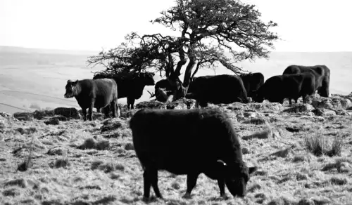 Обмін овець і худобою сприяє біорізноманіттю - дослідження