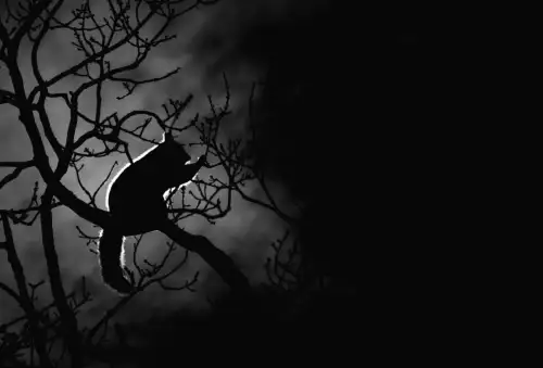 Марсупіали, вважані вимерлими 6000 років, знову виявлені