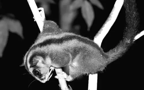 У Заходному Папуа знайшли маленького ведмедика та летючу білку, вважаних вимерлими 6,000 років