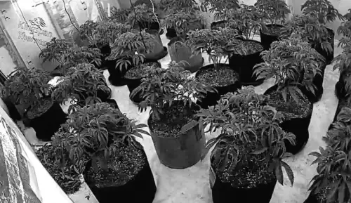 Чоловіка затримано, під час обшуку вилучено 211 рослин коноплі