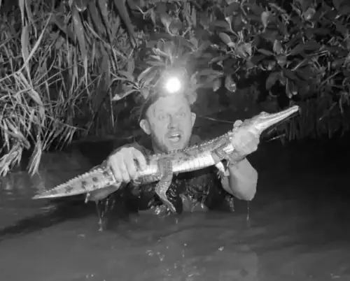 Крокодил знайшли сотні миль від дому в Австралії