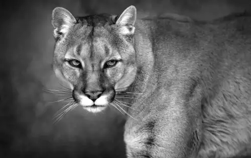 Повернення вершинного хижака створює нове загрози для цих пінгвінів